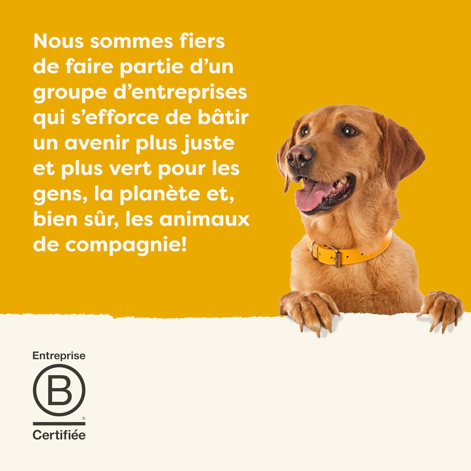Thumbnail 6 de Applaws Lot de 12 boîtes Nourriture Humide 100% Naturelle pour Chien – Poitrine de poulet avec jambon et légumes en bouillon, 156 g