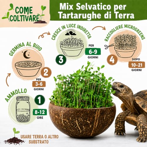 Detalle 2 de AF® Mix Semi per Tartarughe di Terra – Formulazione Lenta 40g | Tarassaco, Malva, Piantaggine | Erbe Selvatiche per Testudo Hermanni e Graeca