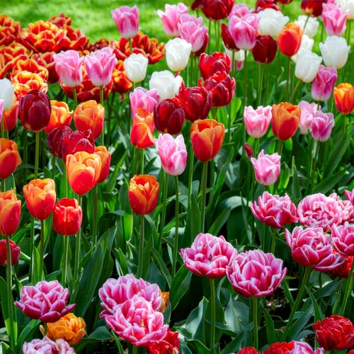 Thumbnail 1 de DUTCH BULBS EXCLUSIVE PLANTS FROM HOLLAND Bulbos de tulipán Super Collection 50 piezas 🌱