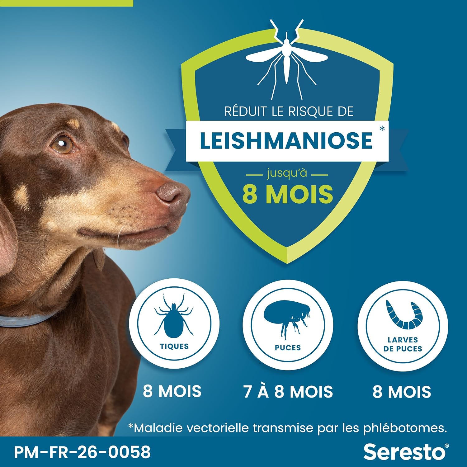 Detalle de Seresto Collier Petits Chiens — Collier antiparasitaire pour chiens <8 kg, 7–8 mois de protection