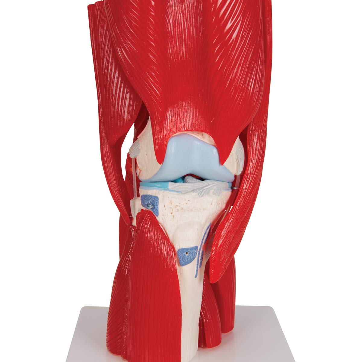 Thumbnail 8 de Modelo Anatómico Rodilla Humano 3B Scientific A882 🦵 con Músculos Desmontables