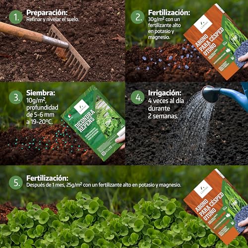 Detalle de LERAVA Dichondra repens semillas (200 g) para 20 m² – césped resistente y adaptable