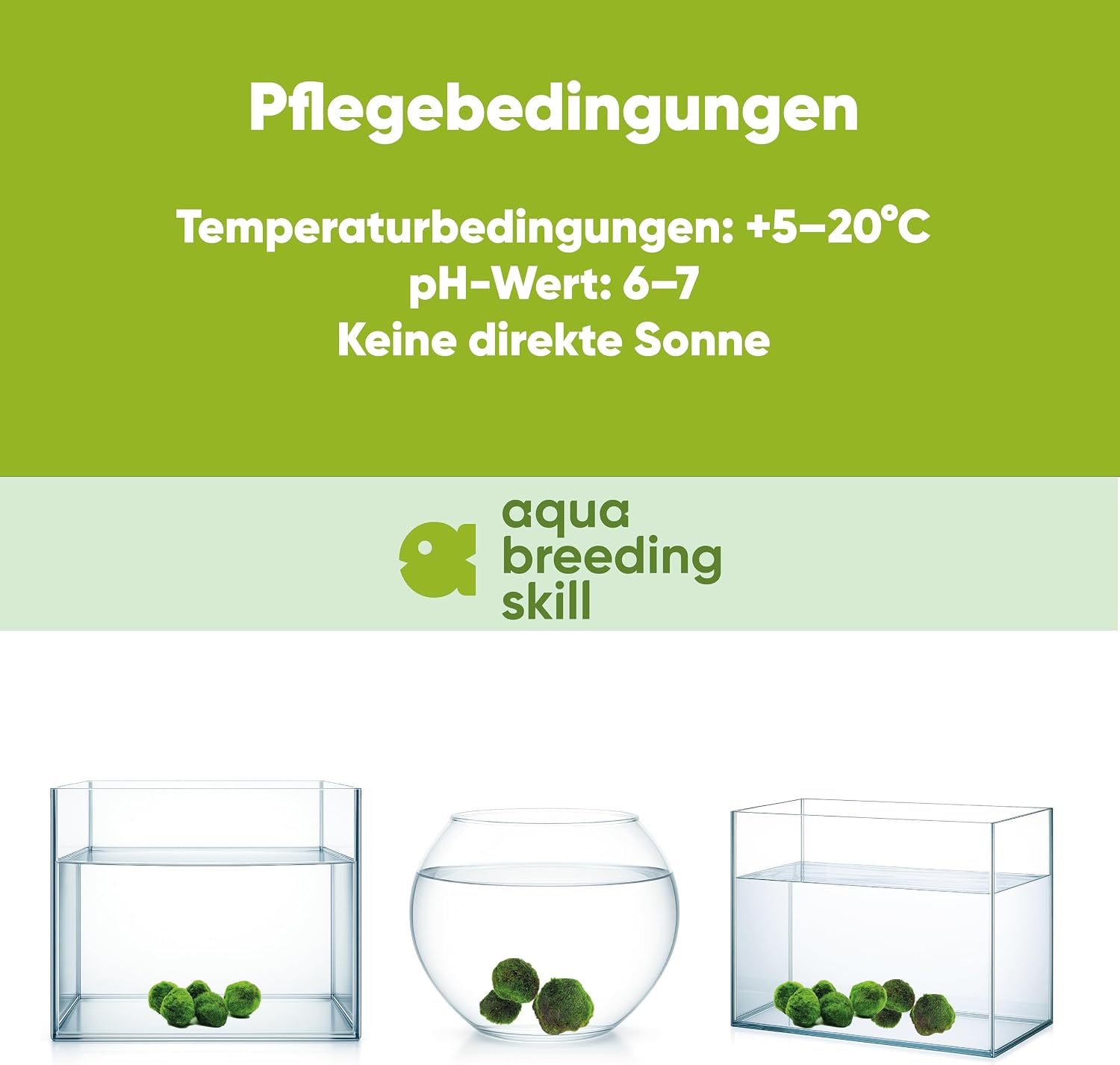 Detalle 2 de AquaBreedingSkill – Große Marimo Moosbälle (4–5 cm) im Set aus 3