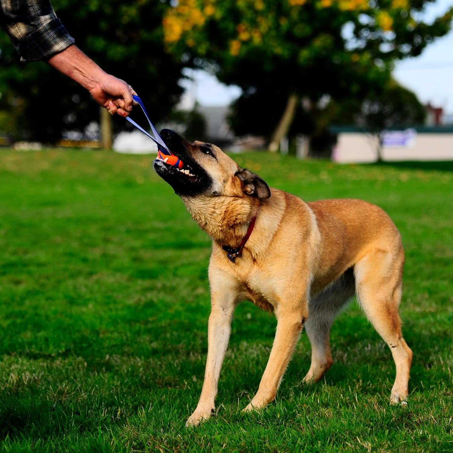 Thumbnail 1 de Chuckit! Ultra Tug L pelota para perros