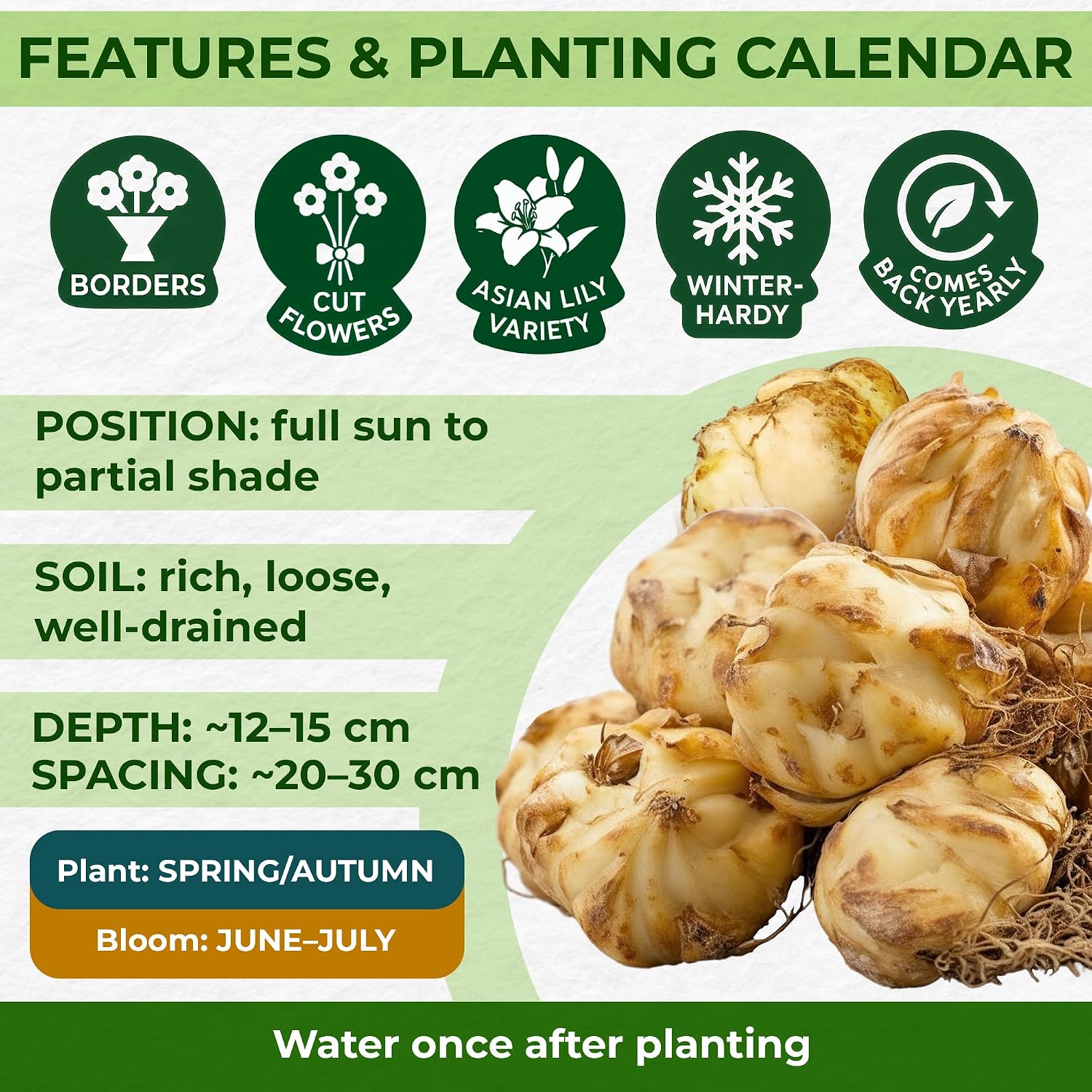 Thumbnail 5 de DUTCH BULBS EXCLUSIVE PLANTS FROM HOLLAND 8720364056223 Matrix Lily Bulbs, 15 Hardy Perennials