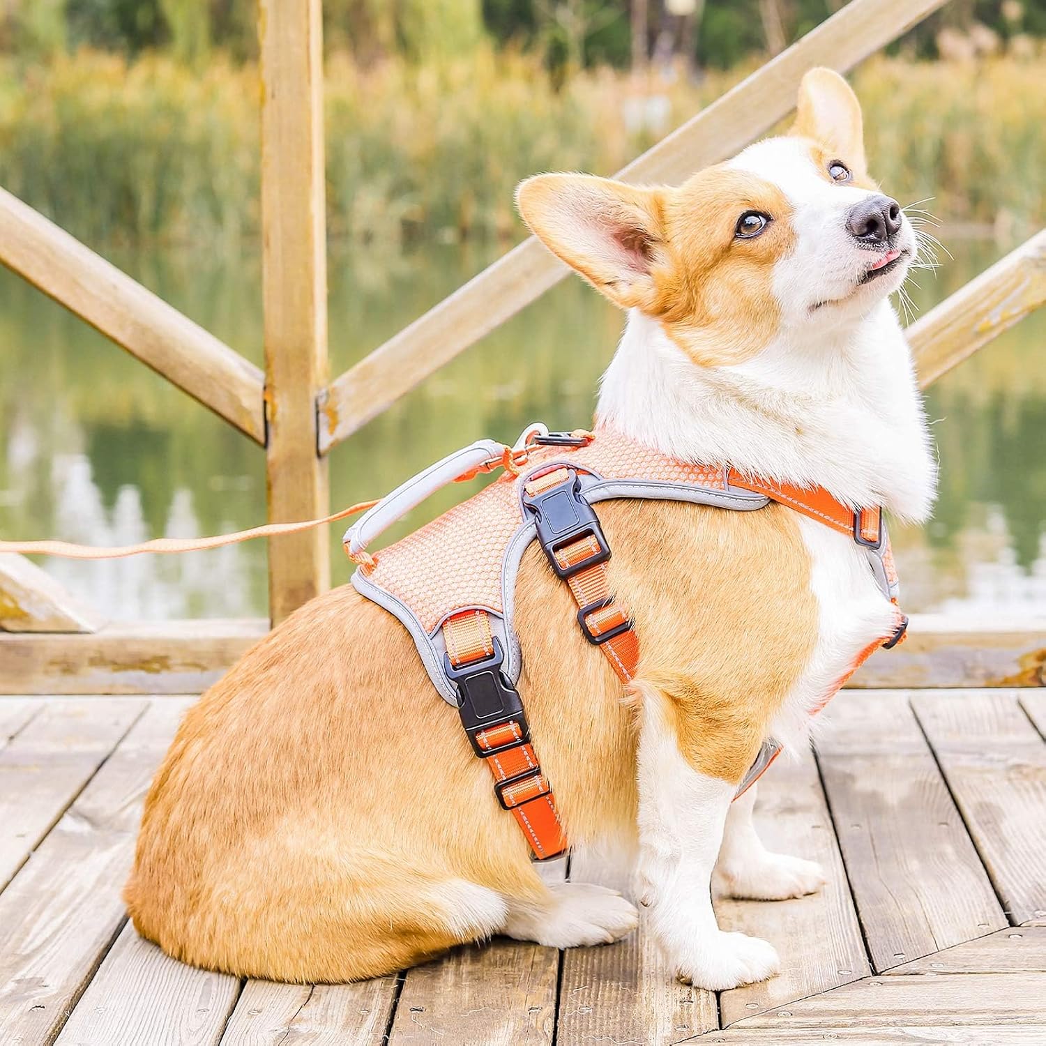 Thumbnail 6 de BELPRO Multi-Use Support Dog Harness for Large/Active Dogs
