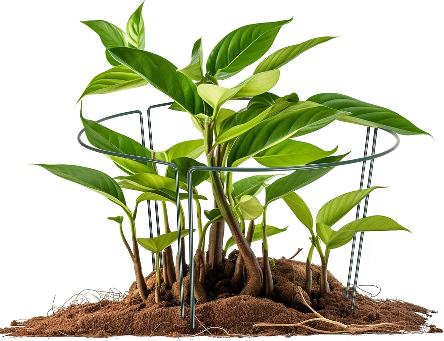 Thumbnail 2 de COM-FOUR 6X macetero 35 cm