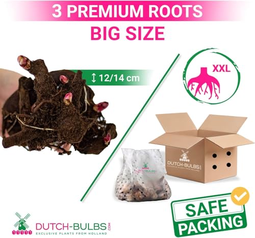 Thumbnail 5 de Collection Pivoines Passion 3 racines ⚙