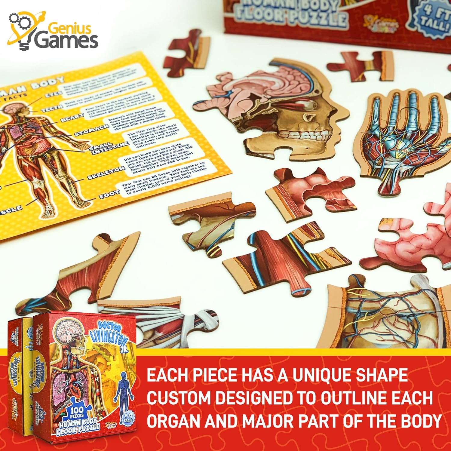 Thumbnail 3 de Human Anatomy Kids Floor Puzzle by Dr Livingston Jr: 100-Piece Full Body Jigsaw for Ages 6-10
