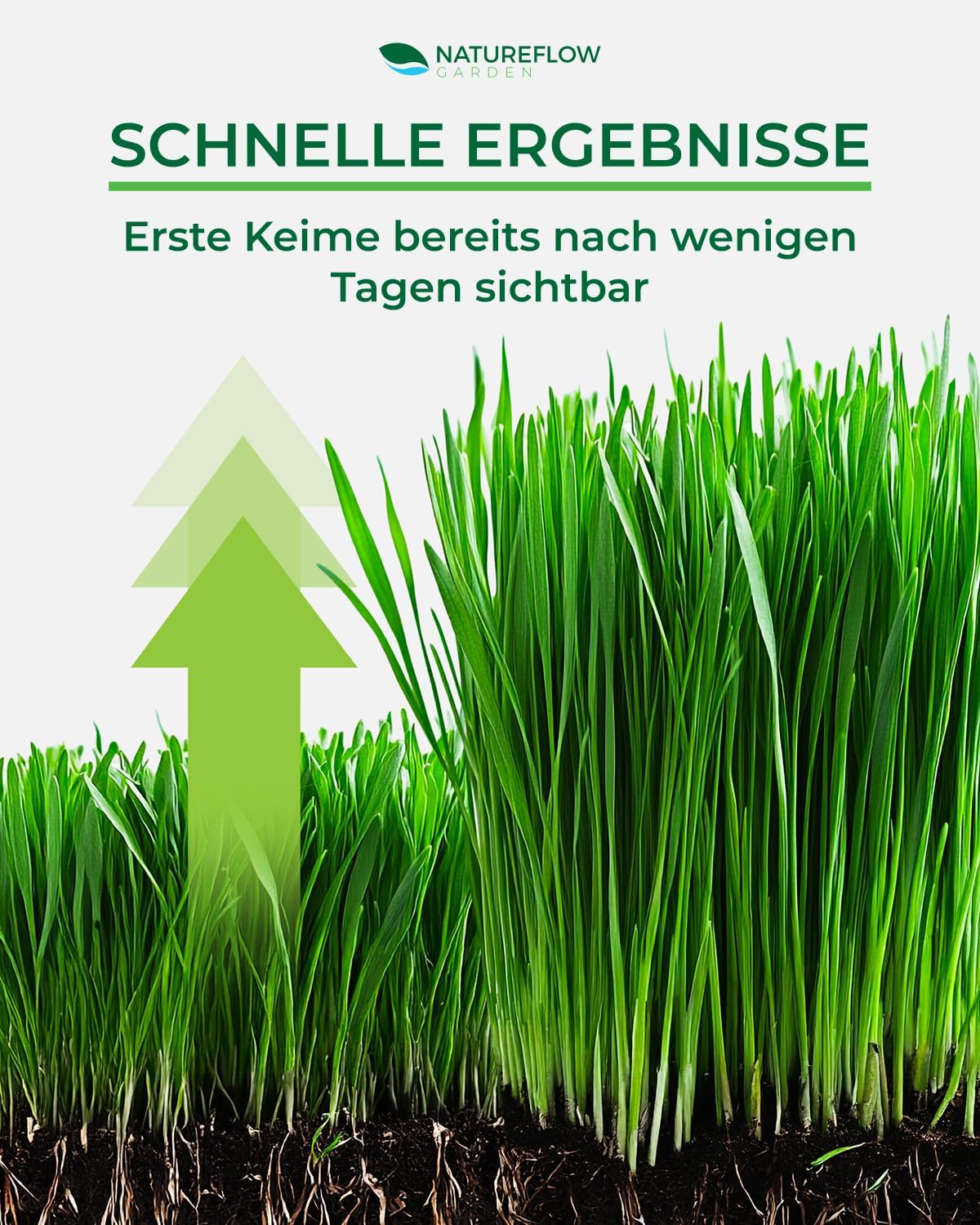 Thumbnail 5 de Rasensamen Schnellkeimend 20kg 🌱