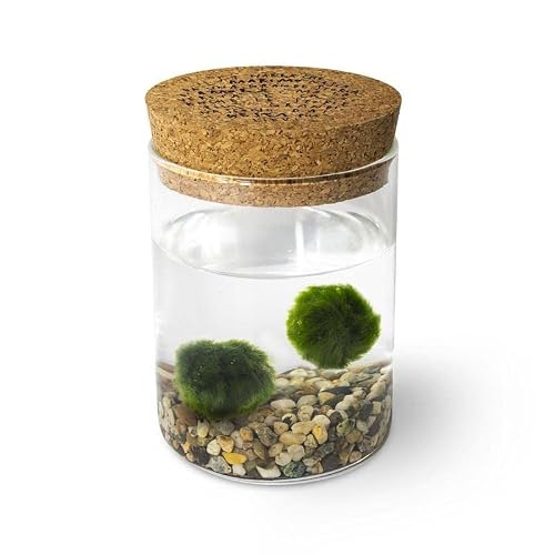 Detalle de Marimo originale in vaso di vetro con tappo in sughero – KAKI, artigianale in Italia