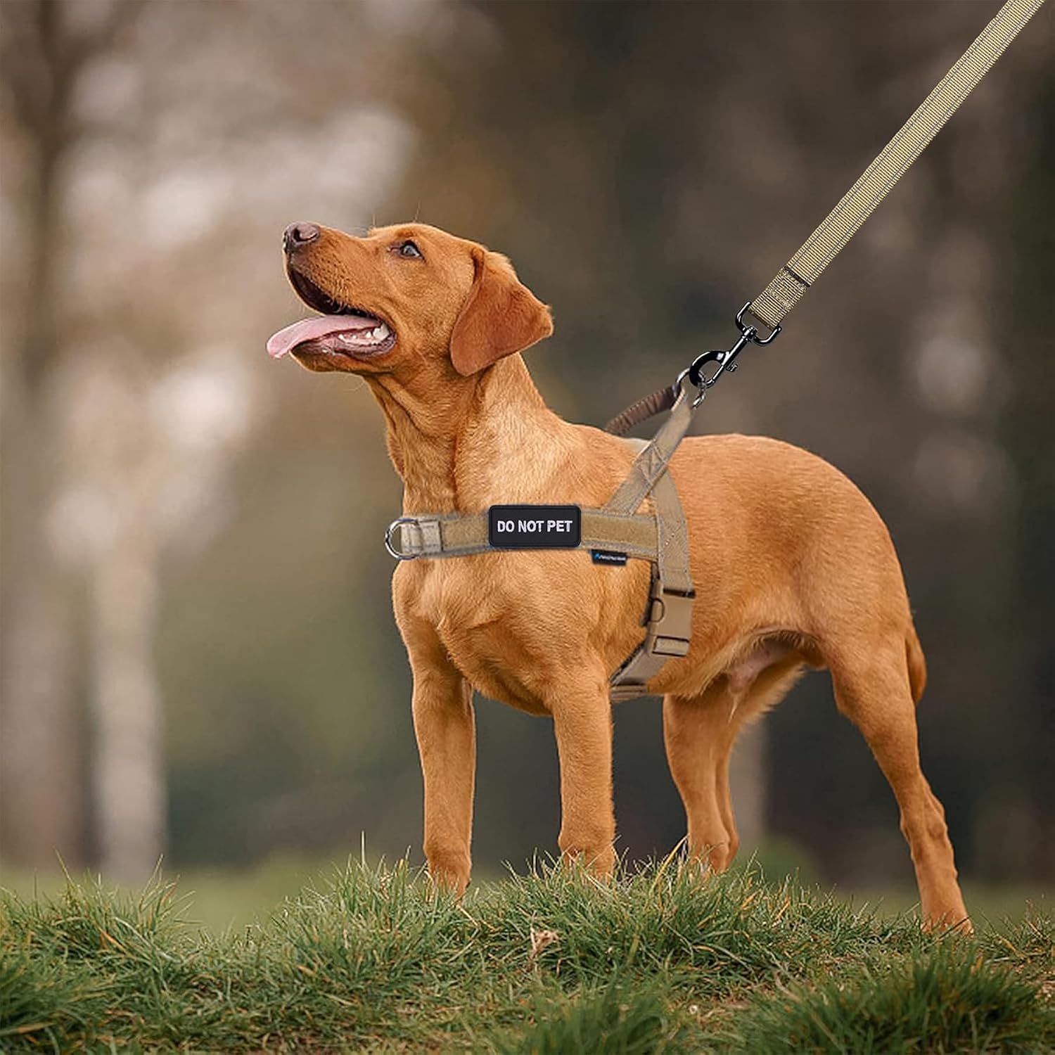 Thumbnail 6 de Annchwool No Pull Dog Harness with Soft Padded Handle (XL, Brown)