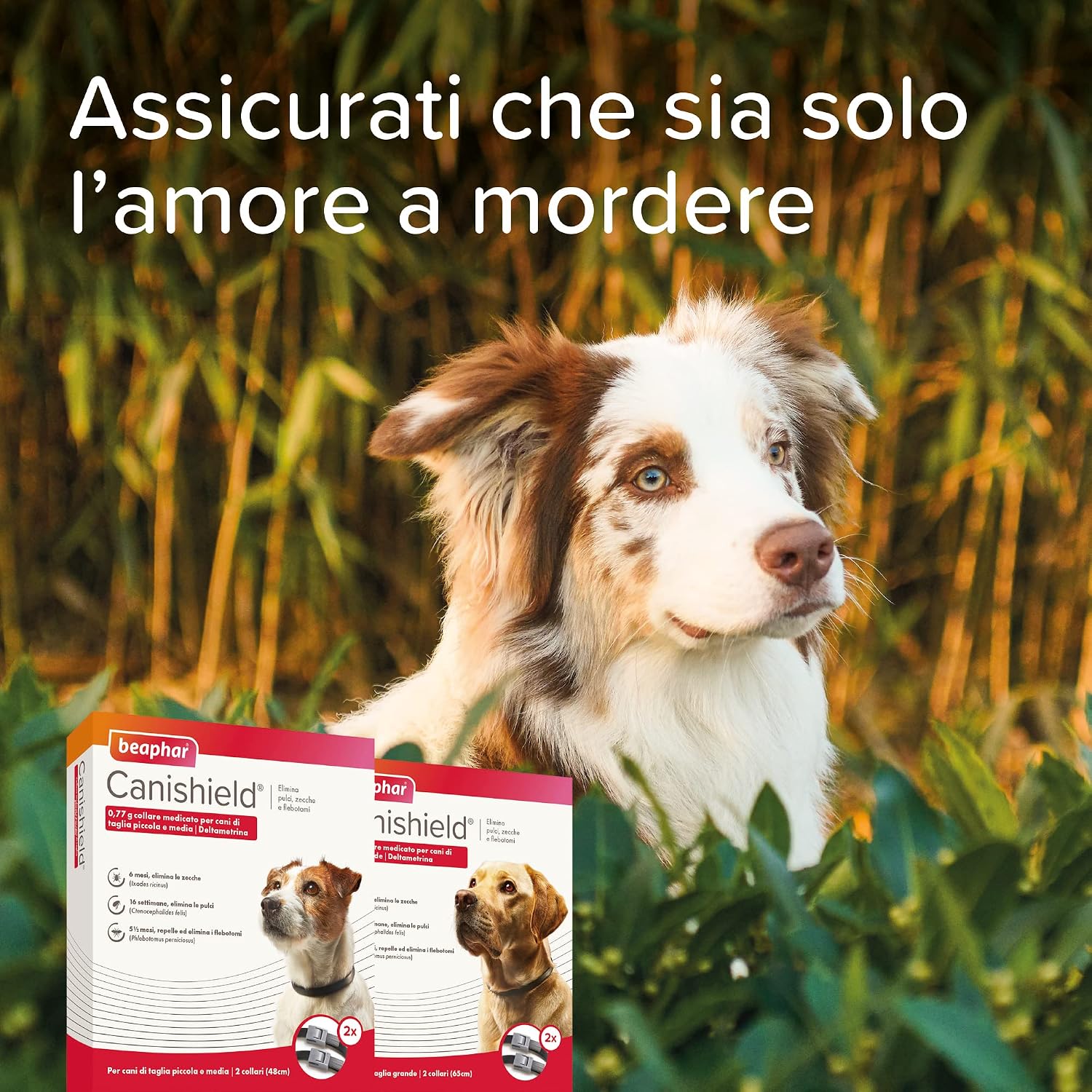 Detalle 2 de Beaphar Canishield Collare antiparassitario 65 cm Large