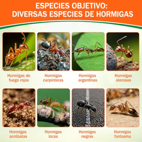 Thumbnail 1 de Jeweeio 60 trampas para hormigas: estaciones de cebo listas para usar para interior y exterior