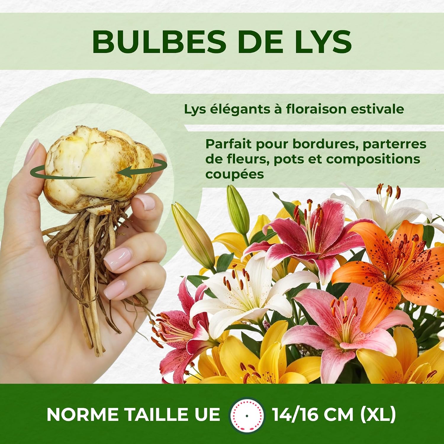 Detalle 2 de DUTCH BULBS EXCLUSIVE PLANTS FROM HOLLAND 8720364056223 leliebollen Matrix-collectie, 15 bollen in 5 kleuren