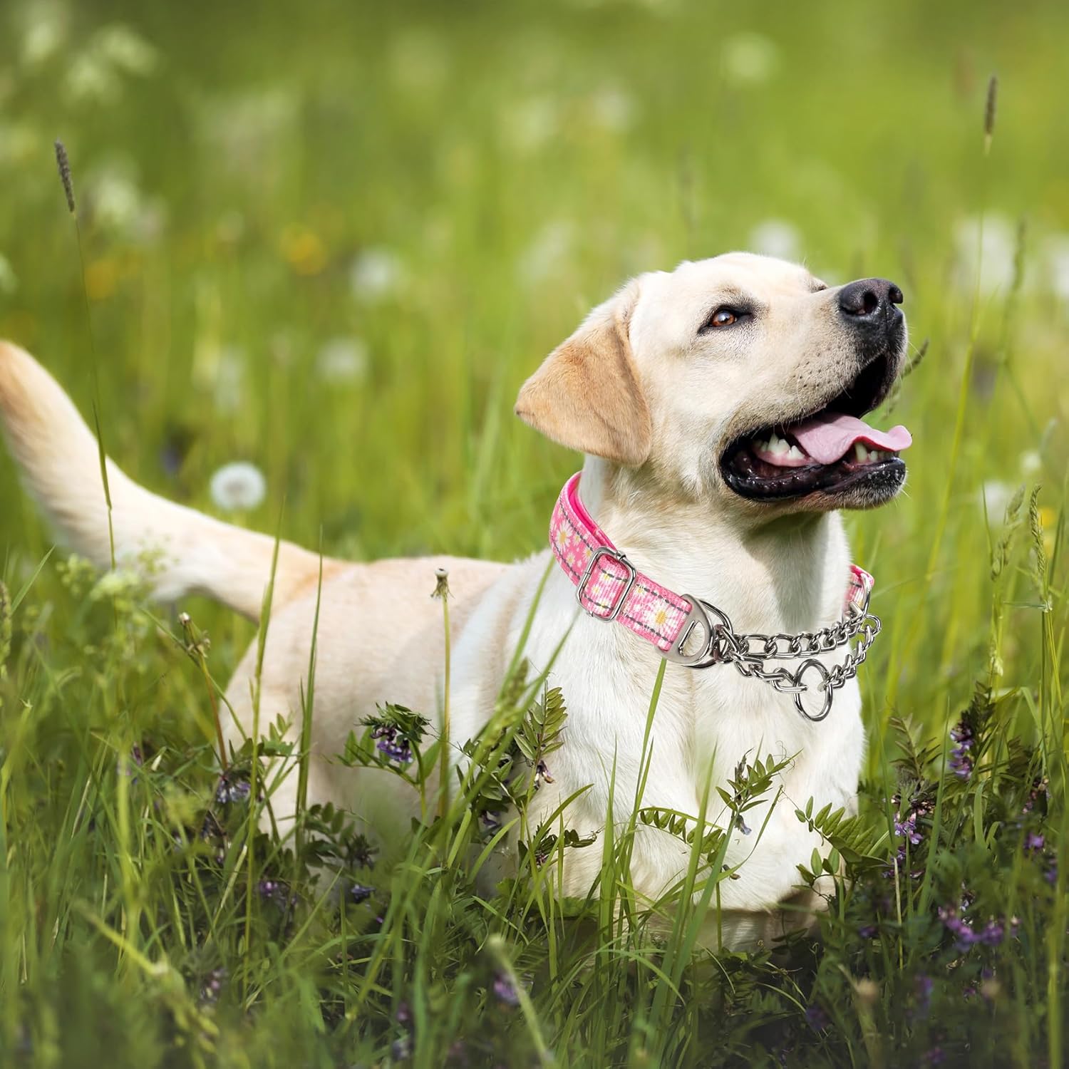 Detalle de Martingale Collar for Dogs: Reflective Nylon, Adjustable Training Collar for Medium to Large Breeds