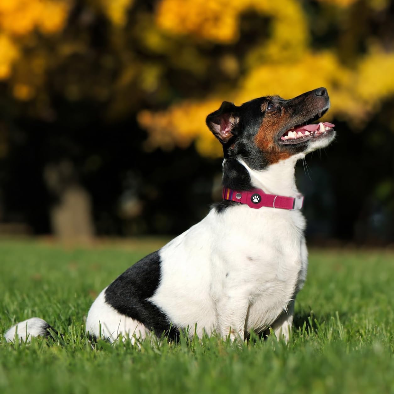 Thumbnail 6 de BUDKAS Dog Collar Medium