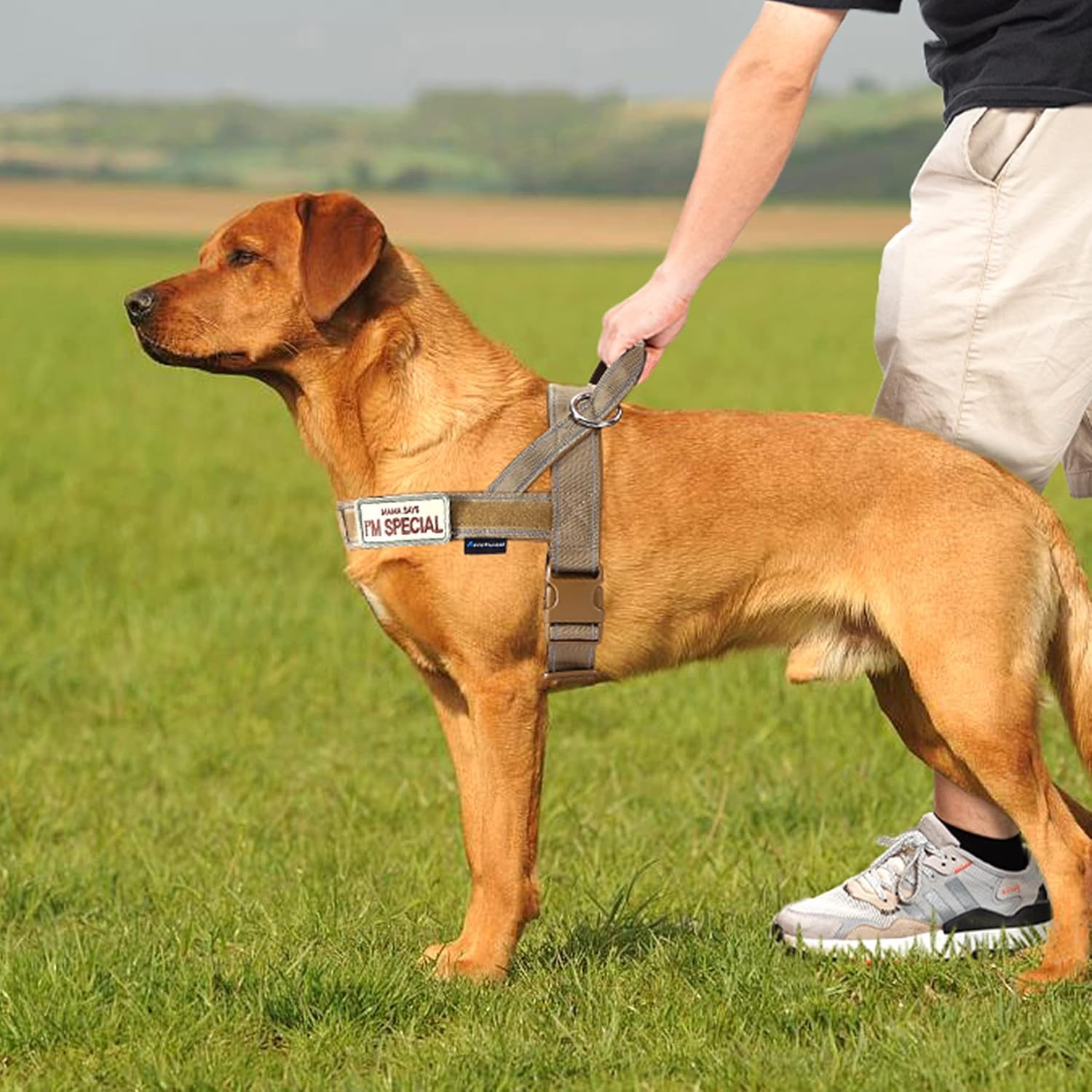 Detalle de Annchwool No Pull Dog Harness with Soft Padded Handle (XL, Brown)