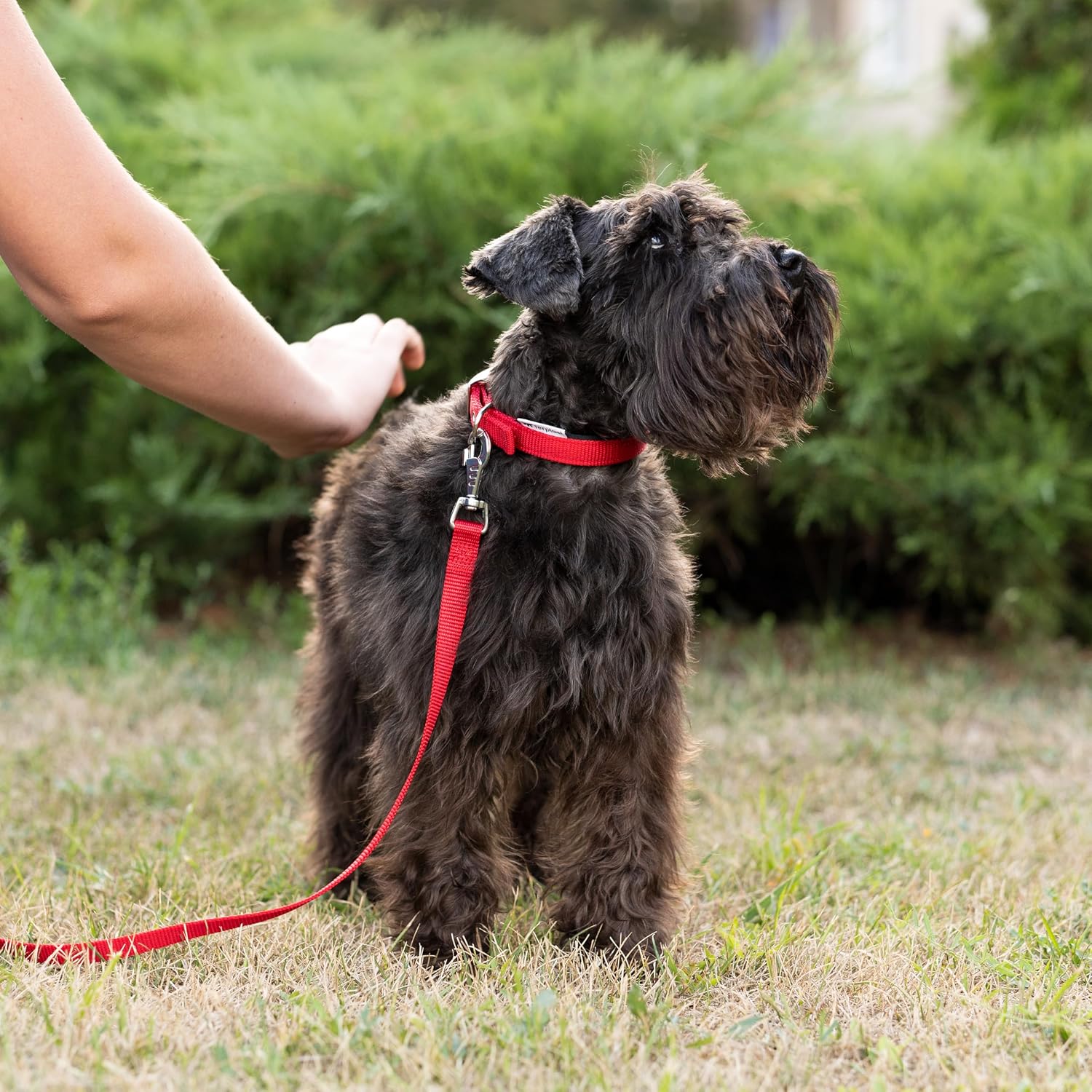Detalle 2 de Ferplast Collier pour chien 32-39 cm