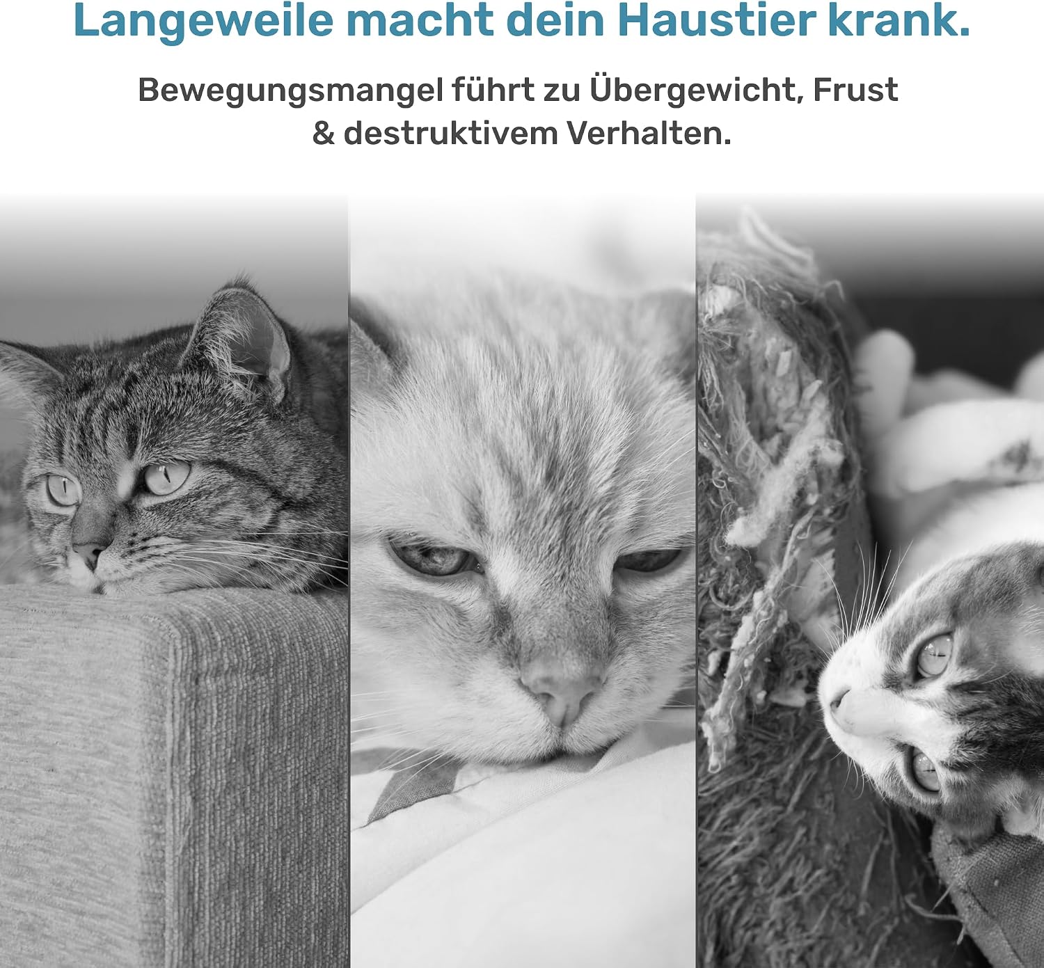 Thumbnail 5 de PetTec Katzenball Elektrisch 2X 🤖