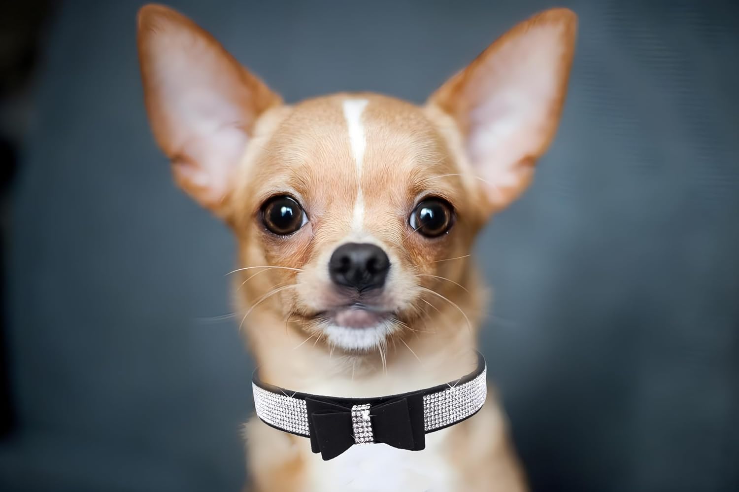 Detalle 2 de Bowtie Diamante Dog Collar – Pink Adjustable Velvet Velvet Diamond Collar for Small to Large Dogs