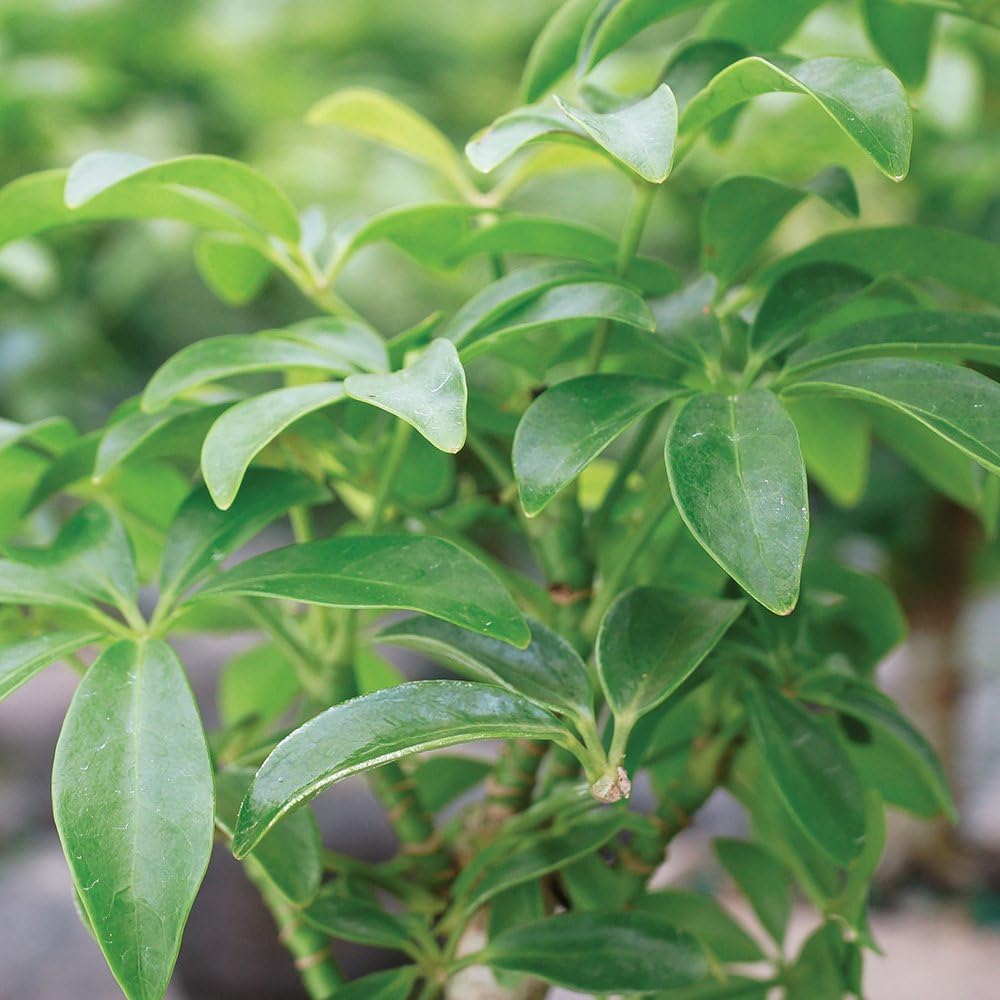 Thumbnail 4 de Brussel's Bonsai Indoor Bonsai Tree, 3 Years Old
