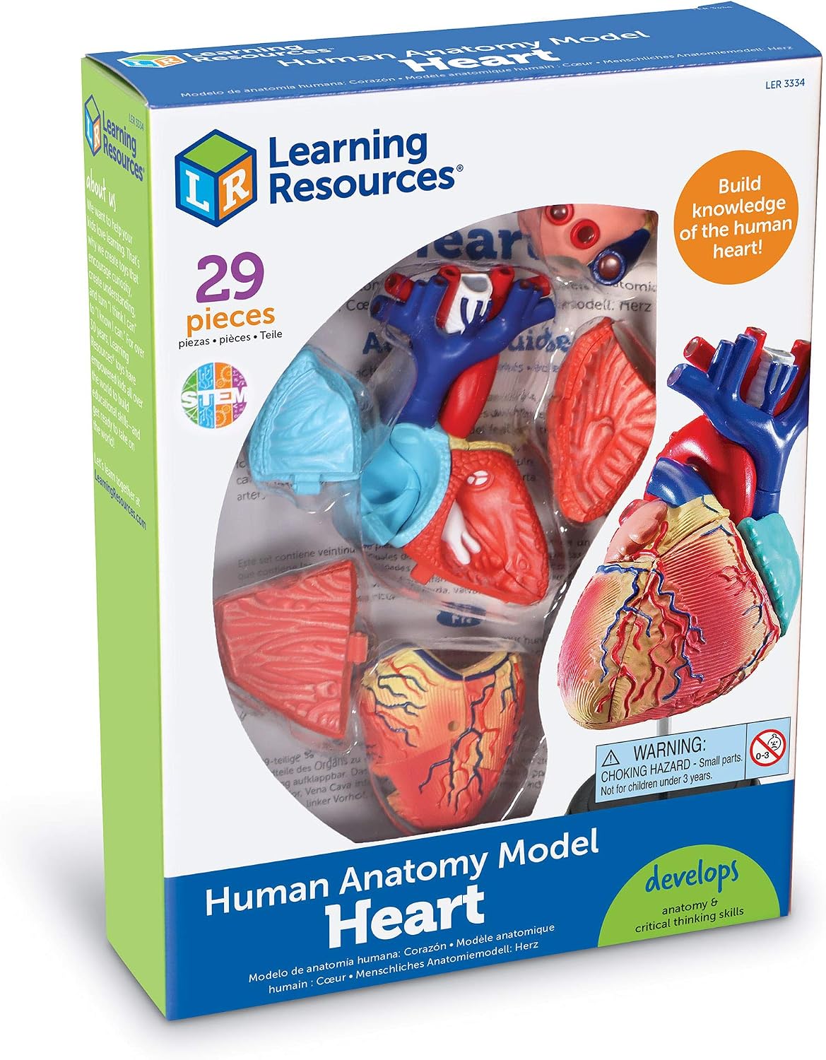 Thumbnail 4 de Learning Resources Modèle Anatomique du cœur Humain