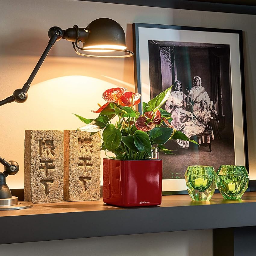 Thumbnail 3 de LECHUZA CUBE Glossy 14 cubo con riego