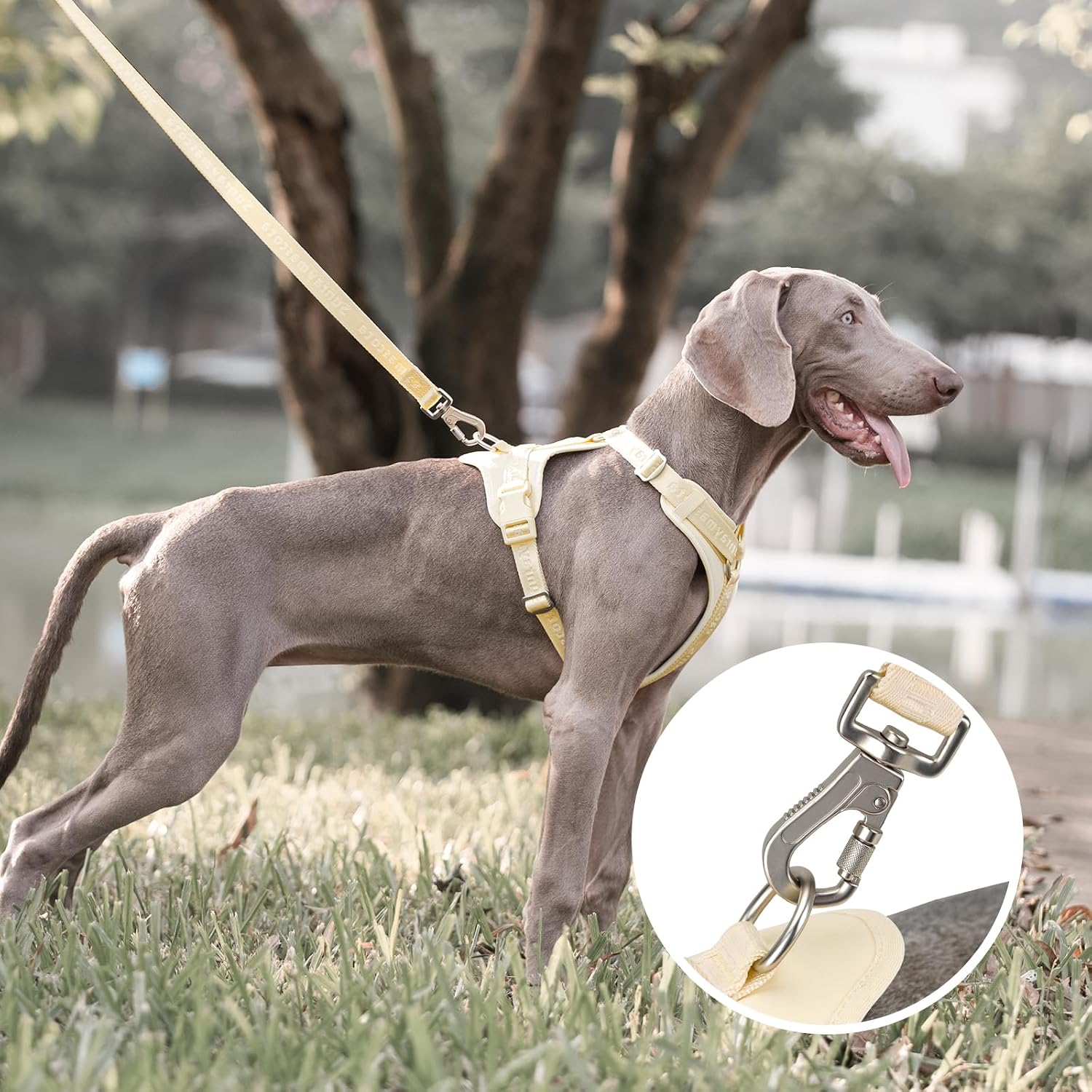 Thumbnail 6 de Sunraymascota Pettorina per cani con imbottitura in lycra: traspirante, regolabile e anti-tiro (taglia M)