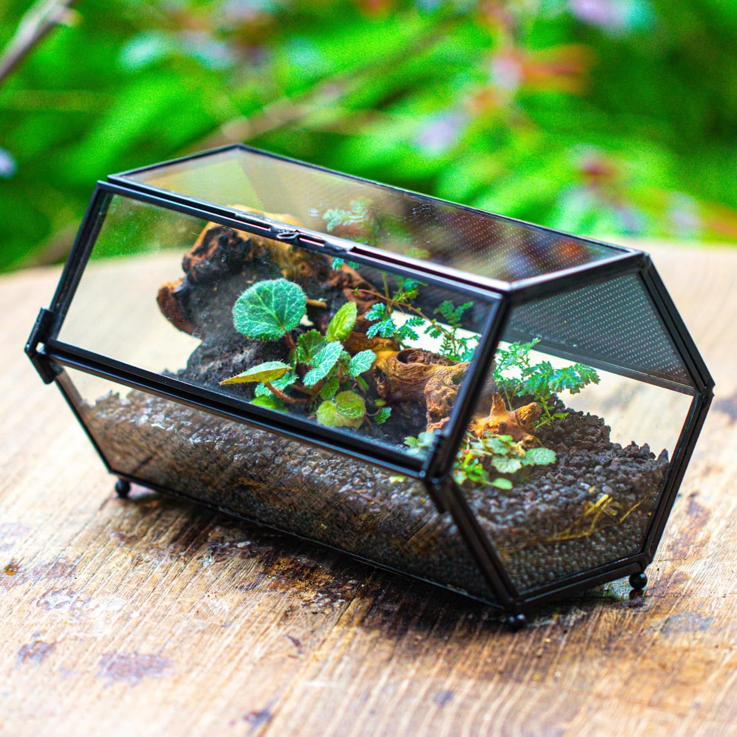 Detalle de NCYP Mini Glass Enclosure Terrarium with Mesh & Door for Jumping Spiders — Hexagon, 20 x 11.5 x 10 cm