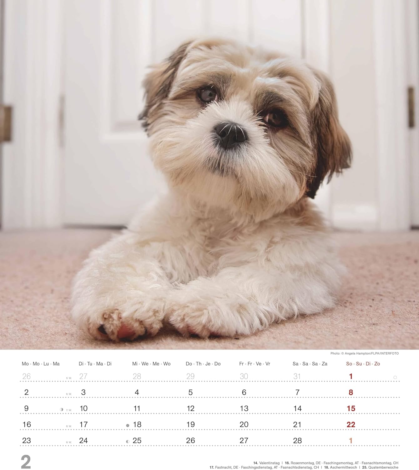 Thumbnail 3 de Alpha Edition Dinky Dogs Hundekinder-Kalender 2026 (Wandkalender 30×34 cm) mit 12 Welpenmotiven