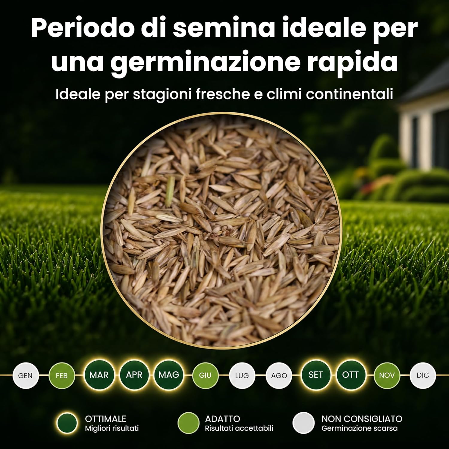Thumbnail 6 de LERAVA TURBO Semi Loietto Perenne (30 m²) - Prato resistente e rapido, verde brillante