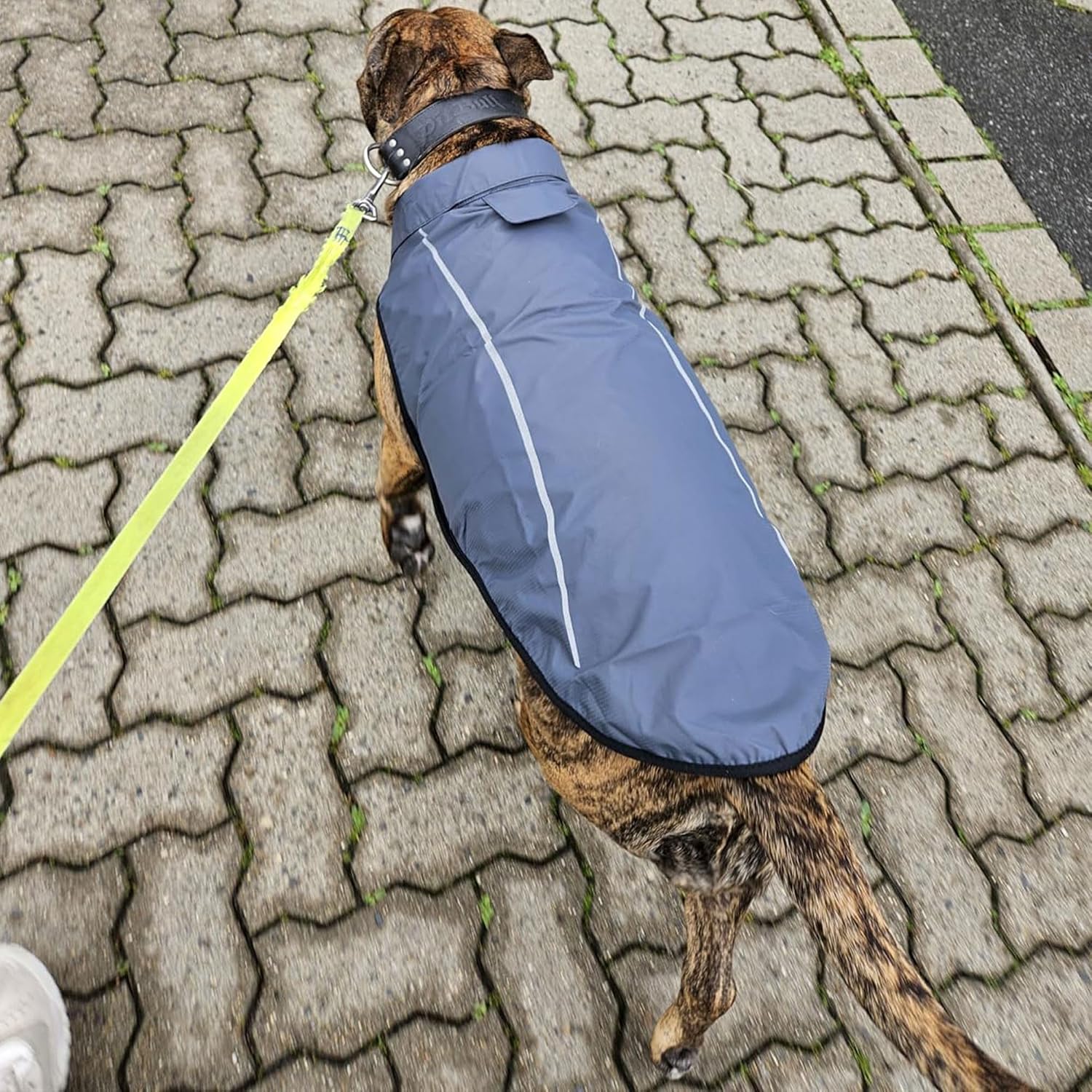 Detalle de Mile High Life Dog Raincoat XXS