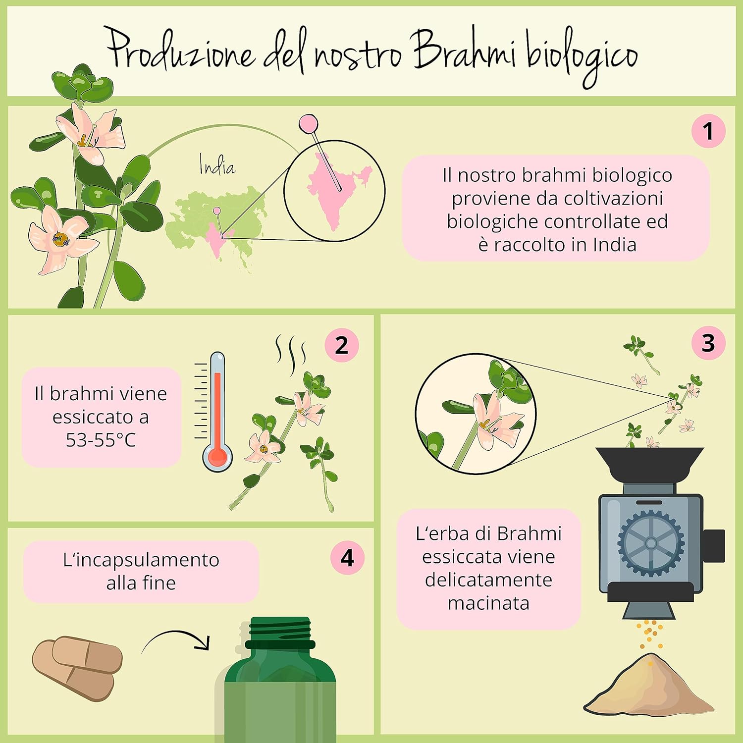 Thumbnail 3 de BACOPA MONNIERI BIO Vegavero® 750 mg – Brahmi bio nootropico, 180 compresse vegane