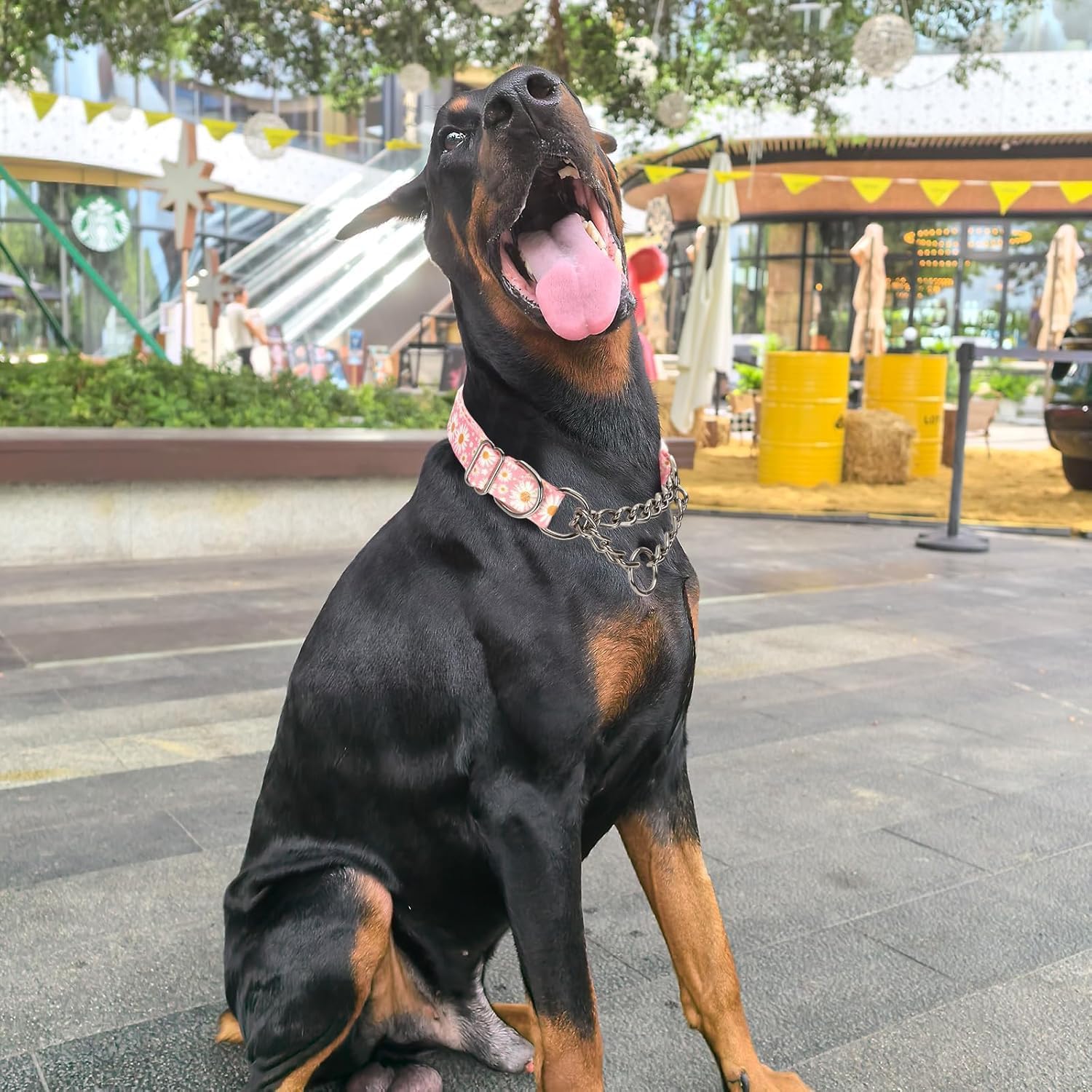 Thumbnail 2 de Chain Dog Collar Heavy-Duty Martingale Collar with Stainless Steel Chain (Adjustable for Medium–Large Dogs)