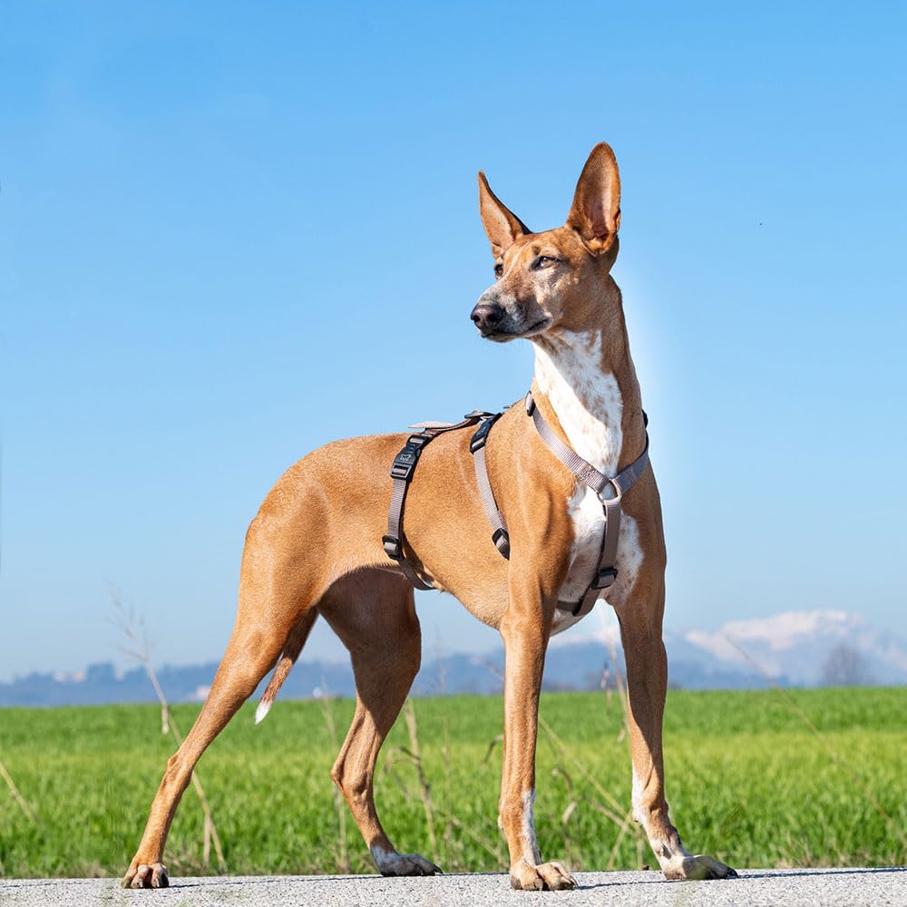 Detalle 2 de Ferplast Brave Medium arnés antiescape ajustable para galgo