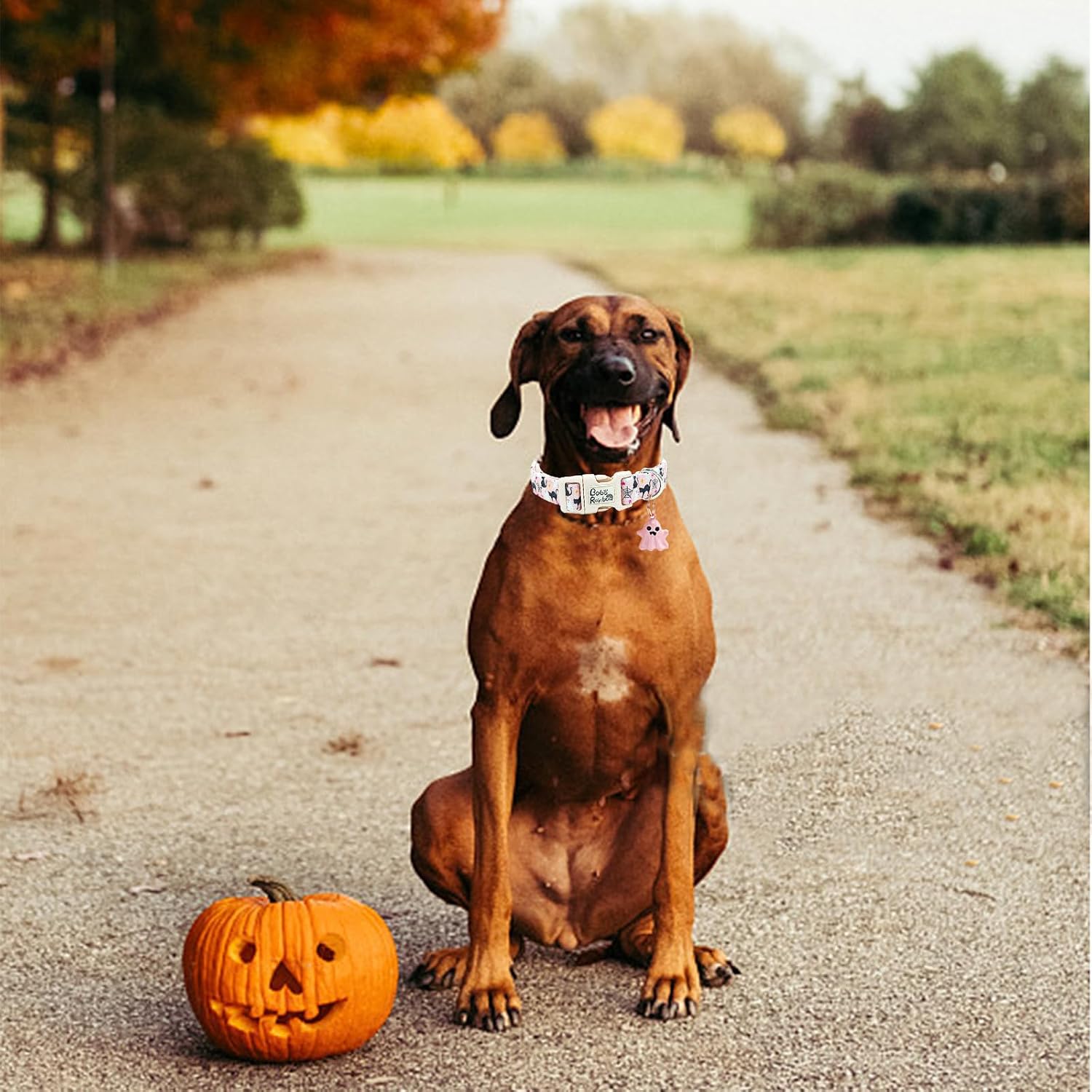Detalle 1 de Bobo Rainbow Halloween Dog Collar, Cotton