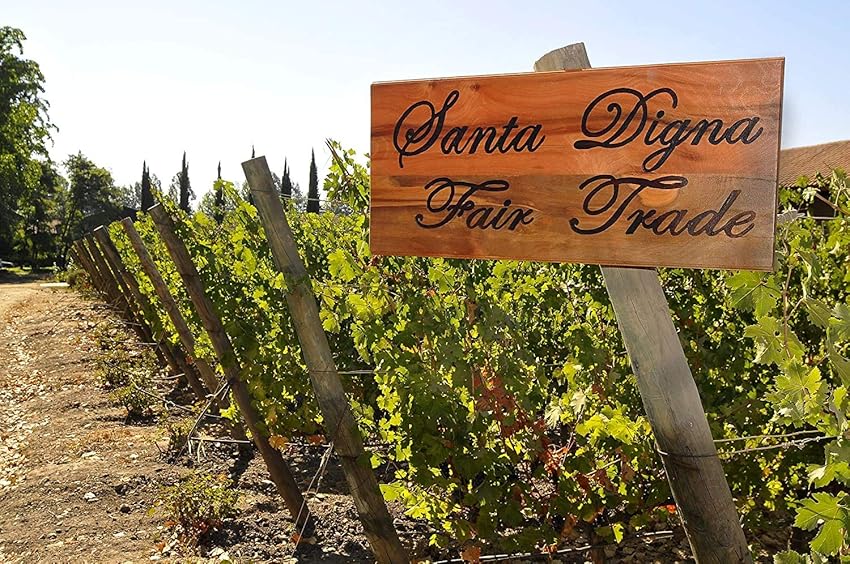 Thumbnail 1 de Miguel Torres Santa Digna Chardonnay 6×75 cl 🍷