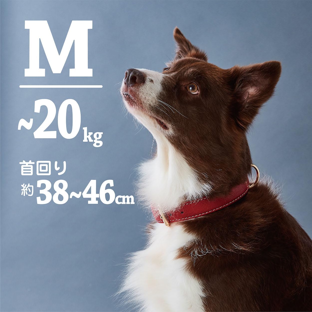 Thumbnail 1 de ペティオ Porta クラシックソフトレザーカラー 30mm レッド 犬用平首輪・フェイクレザー・ピンバックル