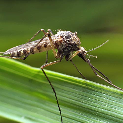 Detalle de Protect Home Insecticida persistente para exteriores: defensa eficaz contra mosquitos en balcones, terrazas y jardines