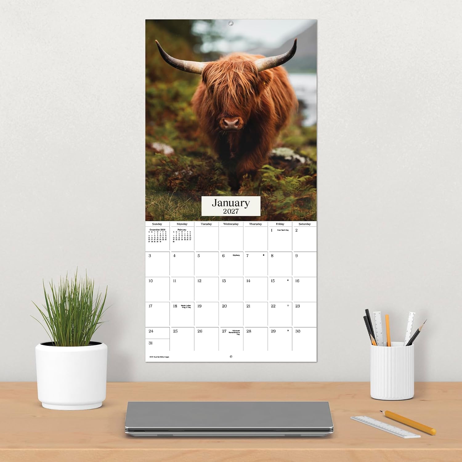 Detalle de 2027 Highland Cows Wall Calendar, 12" x 12" with 13 Images