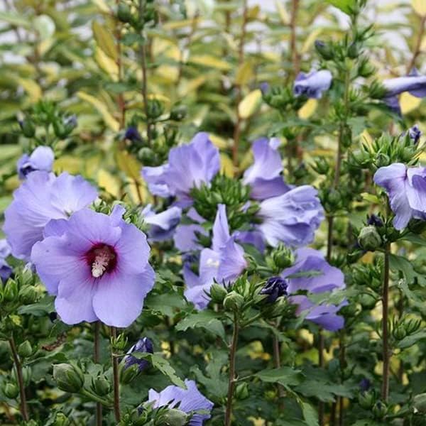 Detalle 2 de Generic SIERH122_40-60_C – Hibiscus syriacus 'Blauwe Vogel', paarsblauwe bloemen