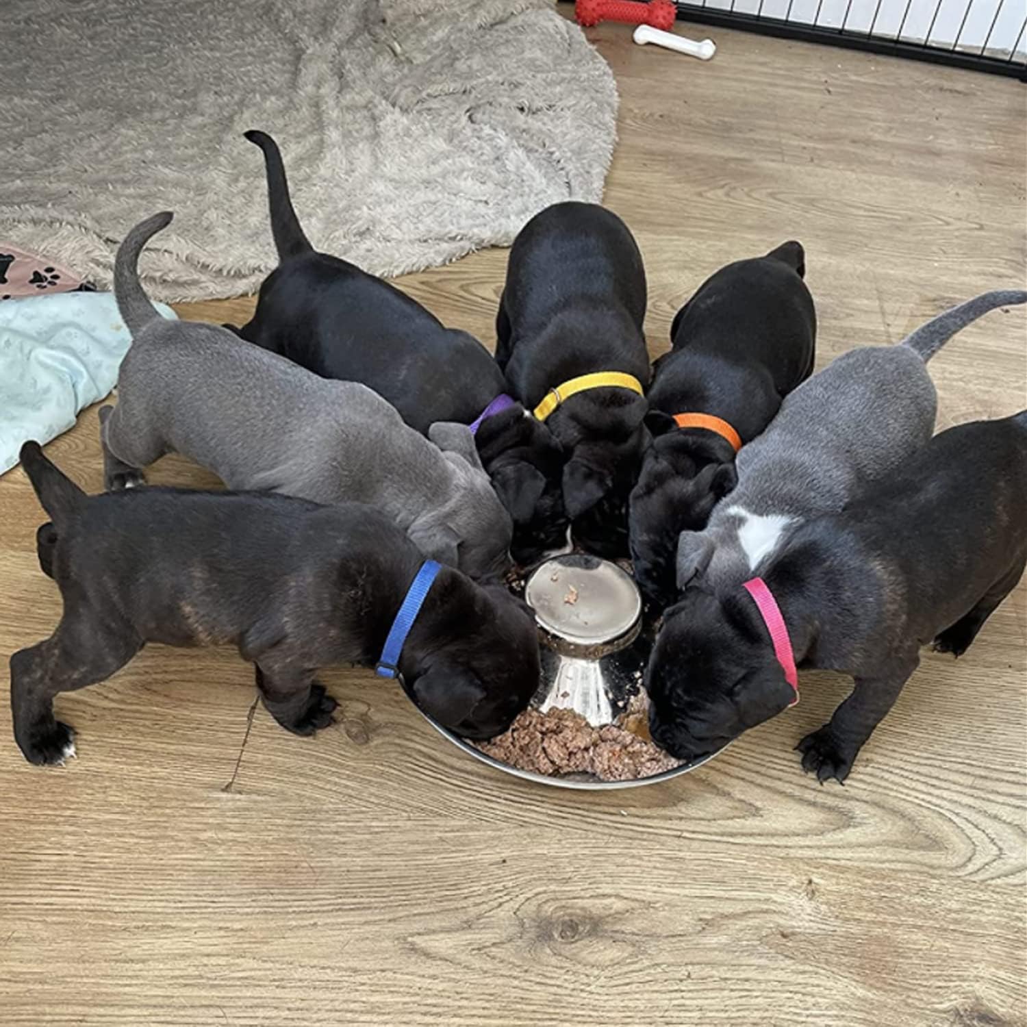 Detalle 2 de Puppy slow feed bowl 30cm 1.4L