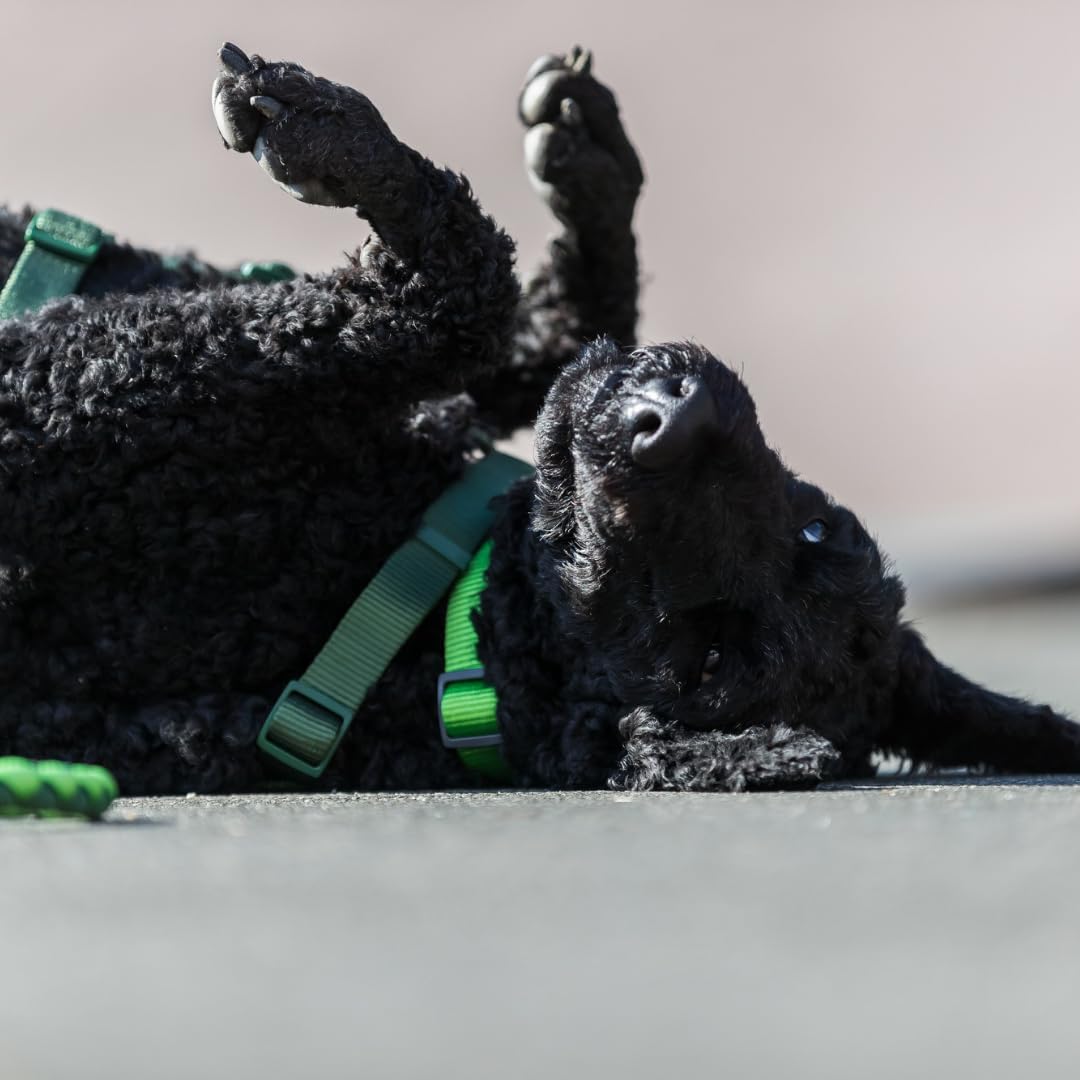 Thumbnail 5 de Trixie Hundeleine Cavo V-Leine L–XL, verstellbar (2,00 m, Ø 18 mm) in Fuchsia/Grafit