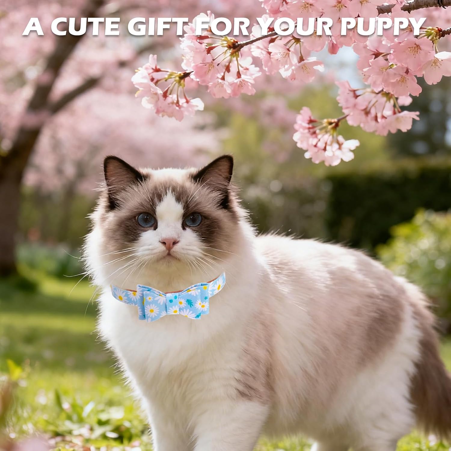 Thumbnail 6 de EXPAWLORER Dog Collar and Leash Set, Size S