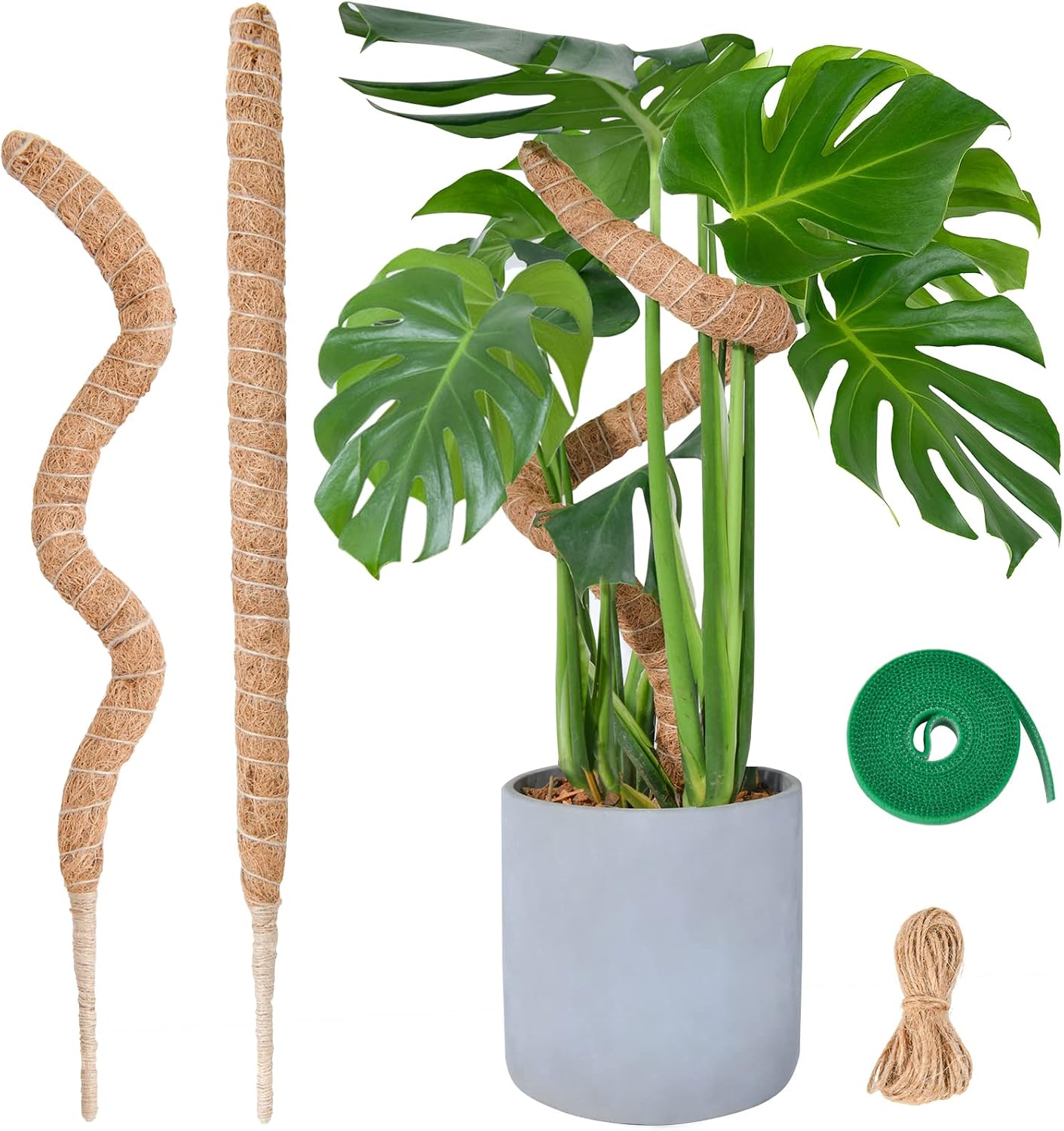 Detalle de Moosstab Monstera von SproutMaven – 2 × 60 cm biegsamer Kokosstab mit Zubehör