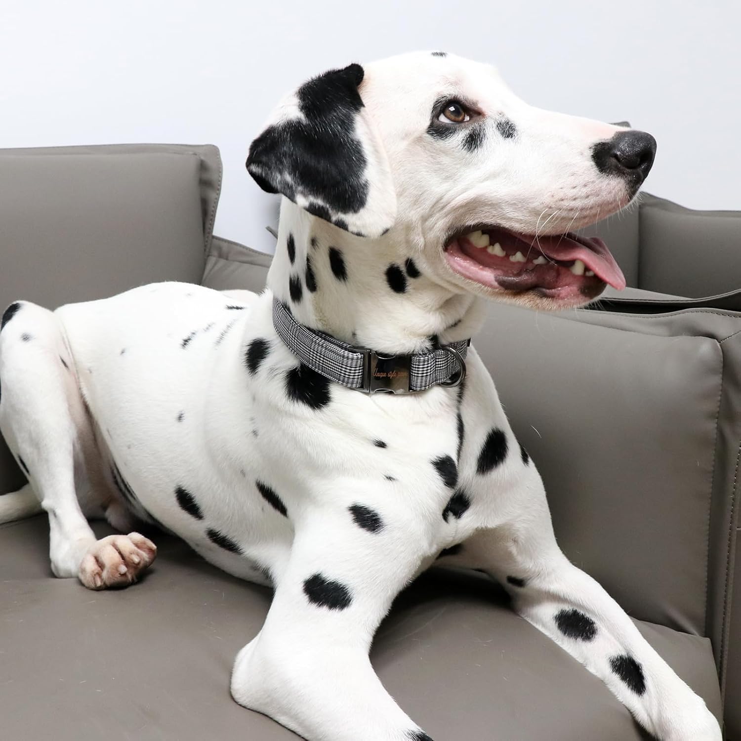 Thumbnail 4 de Unique Style Paws Hundehalsband mit verstellbarem Baumwollband und Metall-D-Ring