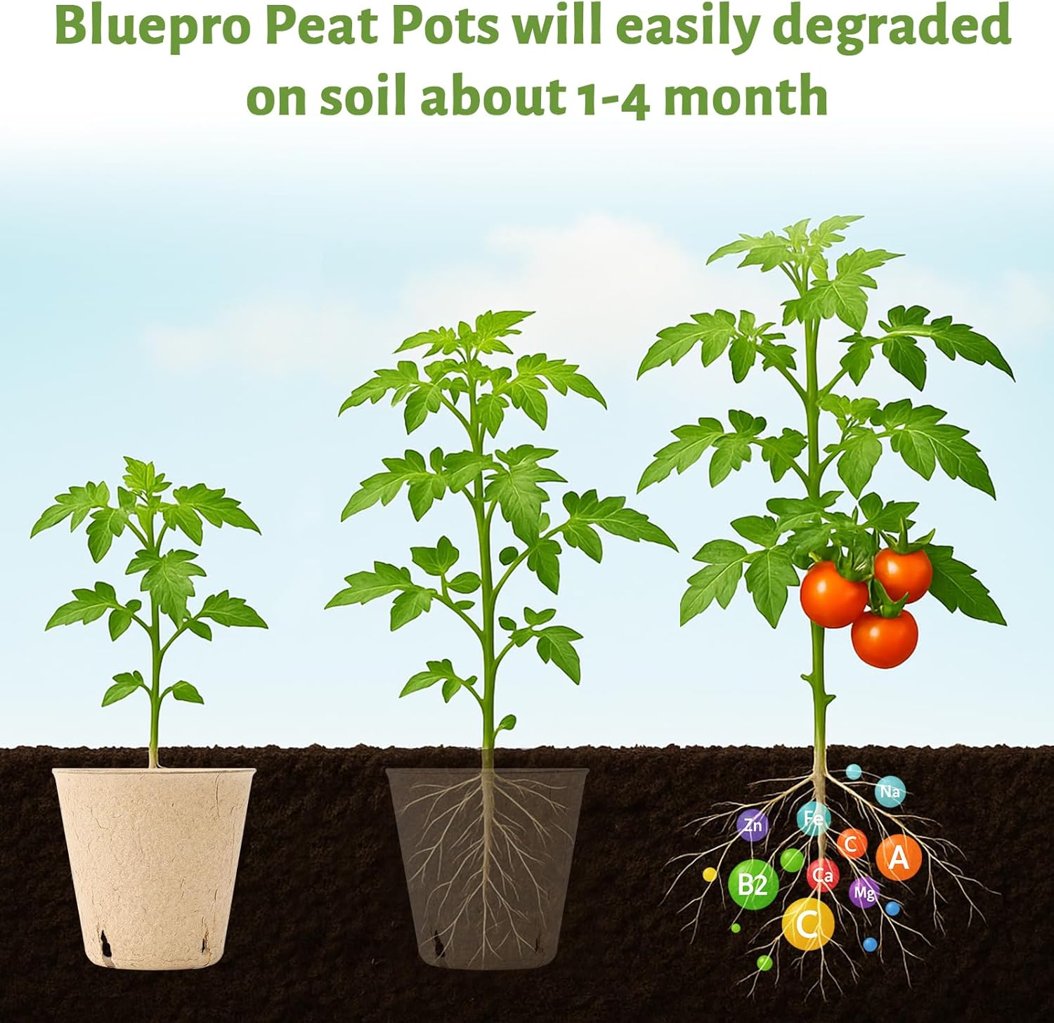 Thumbnail 3 de Bluepro 30-Pack 4-Inch Clear Nursery Pots with Humidity Dome for Seed Starting