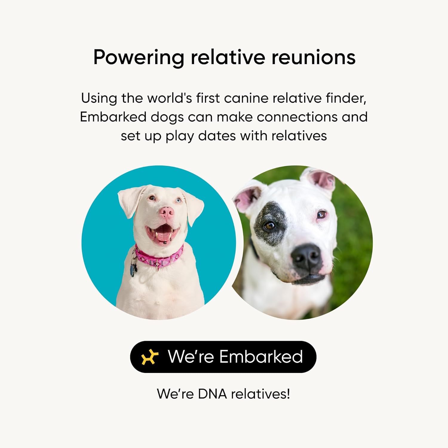 Detalle 1 de Embark Breed Identification Kit 99% accuracy