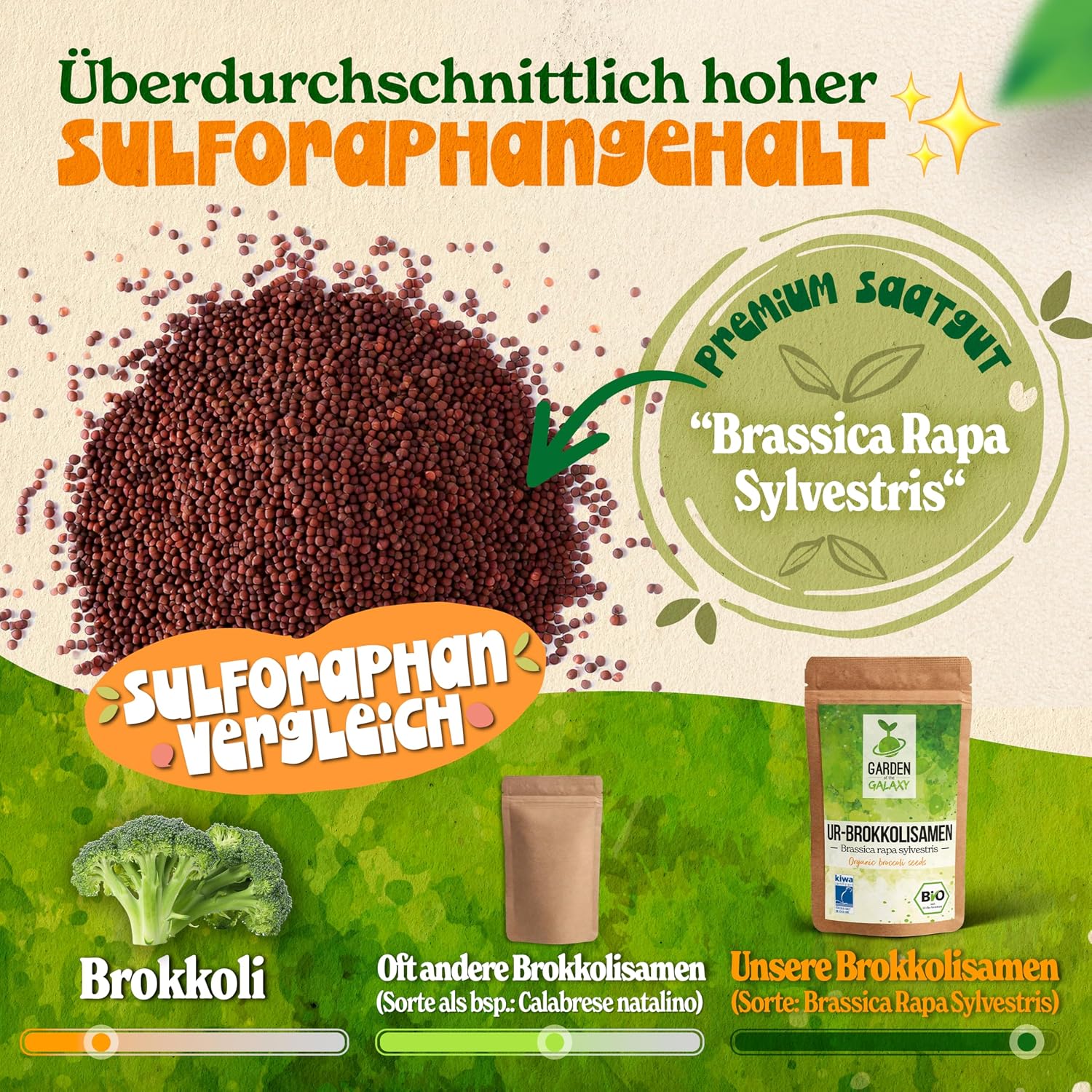 Thumbnail 2 de Brokkoli Samen Bio [500 g] – Hoch Sulforaphan-Gehalt aus Brassica rapa sylvestris, direkt aus Italien